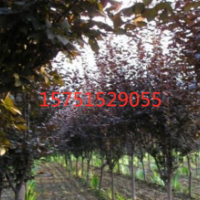 江蘇哪里有紅葉李 低價供應(yīng)紅葉李 貨源充足