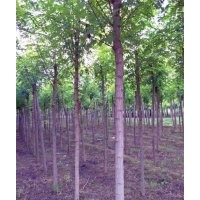 6公分刺槐價(jià)格