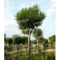 藍花楹 基地直銷 現(xiàn)貨供應 精品