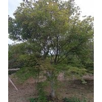 長(zhǎng)期供應(yīng)紅楓 雞爪槭