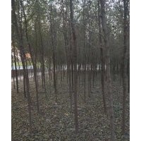 長枝榆 垂榆 大葉垂榆 速生白榆