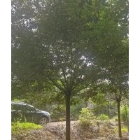 嵊州協(xié)燦苗木專業(yè)供應精品羽毛楓櫻花紅梅紅楓雞爪槭桂花櫸樹無患