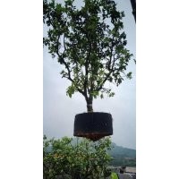 供應200-350冠柚子樹袋苗假植苗