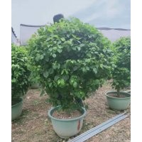 供應(yīng)80-150冠三角梅球袋苗假植苗