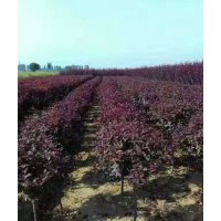 紫葉矮櫻，叢生矮櫻