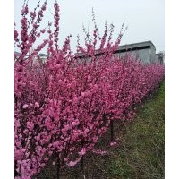 榆葉梅，叢生榆葉梅