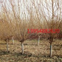 泰安紅葉碧桃,泰安龍柱碧桃,泰安菊花碧桃,泰安壽星碧桃