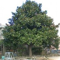 長期提供14公分 18公分精品廣玉蘭價格