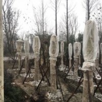 供應(yīng)四川成都法國(guó)梧桐 基地批發(fā)價(jià)格