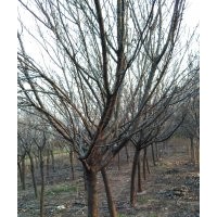 日本雙櫻(地上30公分量徑)