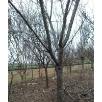 雙櫻：8一10公分100棵,10—12公分100棵,13一l4公分100棵