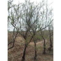 3－6公分鹽松，檉柳