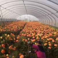 定州市月季花基地