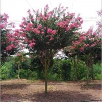 紫薇地徑4-18公分北京大苗圃基地購(gòu)樹(shù)木市排價(jià)