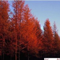 紅松高3-6米北京大苗圃基地購樹木市排價