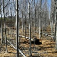 新疆楊價(jià)格 河北楊 速生楊 小美旱楊