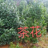 茶花 高1.5-1.8米,冠1-1.5米