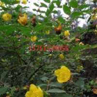 江蘇大量供應金絲梅 金絲梅苗圃直銷