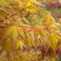 江蘇榮慶雞爪槭低價(jià)供應(yīng) 哪里有雞爪槭？