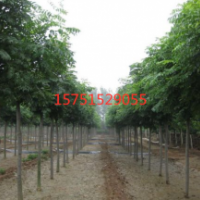 江蘇哪里有黃山欒樹 低價(jià)供應(yīng)