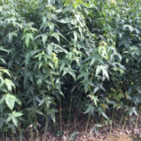 地徑8公分楓樹哪里有賣的？