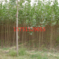 哪里有意楊樹苗貨源？ 2019低價(jià)供應(yīng)意楊樹苗貨源 苗圃直銷