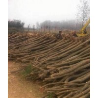 甘肅國槐|批發(fā)|供應(yīng)|價(jià)格