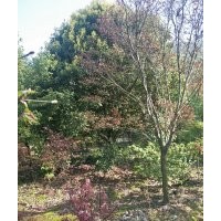 供應(yīng)大規(guī)格紅梅櫻花紅楓雞爪槭紅葉李桂花垂絲海棠