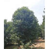 長期供應(yīng)女貞 叢生女貞