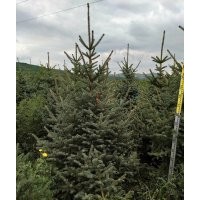 長(zhǎng)期供應(yīng)云杉 楊樹