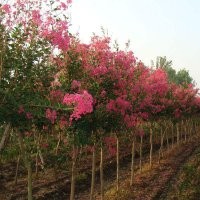 湖南祡薇、速生祡薇、小葉祡薇、紫葉紫薇、火箭紅紫薇、紅花祡薇