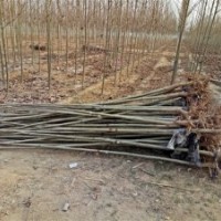 法桐 法國梧桐 懸鈴木 梧桐