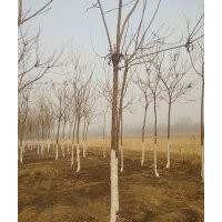 欒樹(shù) 南欒 北欒 黃金欒