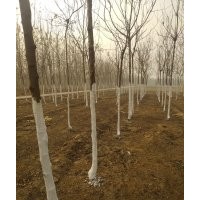 造型欒樹 平頭欒樹 殺頭欒樹