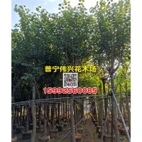 云南羊蹄甲袋苗 10公分12公分羊蹄甲袋苗產(chǎn)地供應(yīng)商