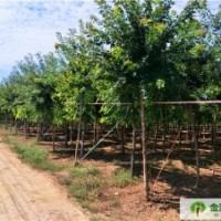 批發(fā)五角楓