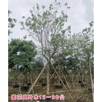 紫花風(fēng)鈴木