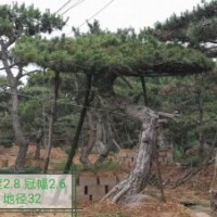 造型油松 、黑松供應(yīng)