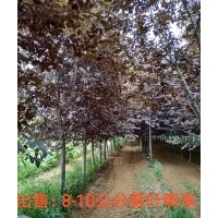 紫葉稠李8-10公分1萬(wàn)棵