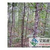 新品皂角苗哪里有==山西瑞豐苗圃