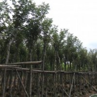 出售5-18公分光棍、骨架、全冠黃花風鈴木（多花、少花）