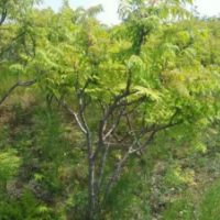 哪里有火炬樹貨源 ？ 火炬樹價(jià)格 供應(yīng)火炬樹