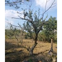 供應(yīng)羽毛楓紅梅紅楓雞爪槭染井吉野櫻丹桂金桂無患子