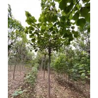 12公分梓樹(shù)