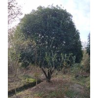 供應(yīng)丹桂金桂八月桂四季桂冠幅3-5米