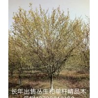 叢生單桿樹種：木瓜/叢生～單桿3公分以上,大葉女貞/叢生～單桿3