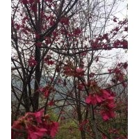哪里有正宗福建山櫻花 1-16公分福建山櫻花價(jià)格便宜