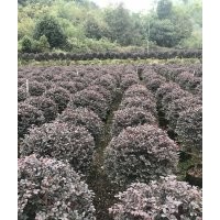 60-70紅繼木球處理貨