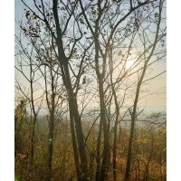 供應叢生紫薇羽毛楓櫻花紅梅紅楓雞爪槭櫸樹丹桂金桂八月桂