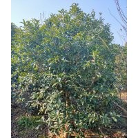 供應丹桂金桂八月桂羽毛楓染井吉野櫻桃花紅梅紅楓